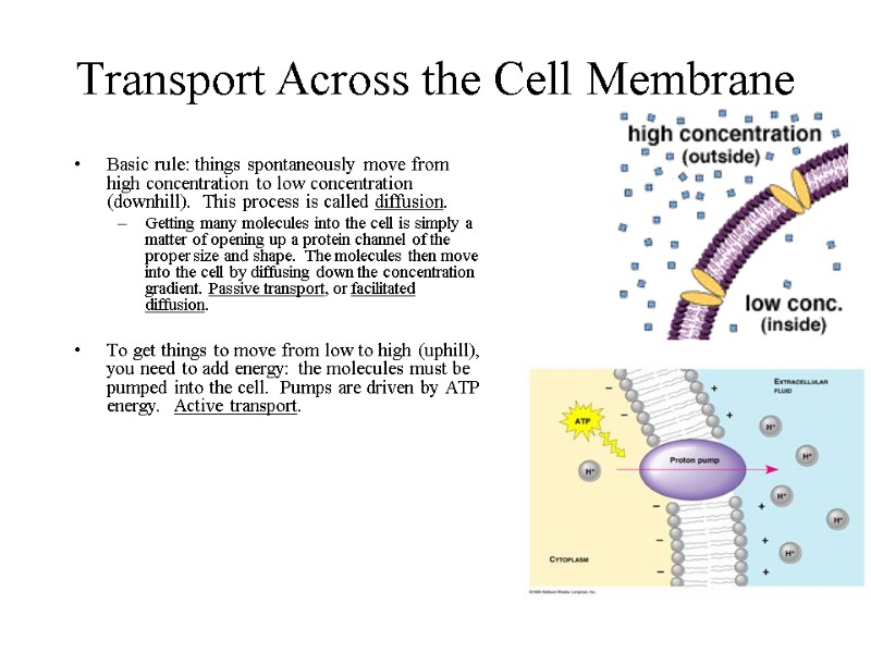 Transport Across the Cell Membrane Basic rule: things spontaneously move from high concentration to